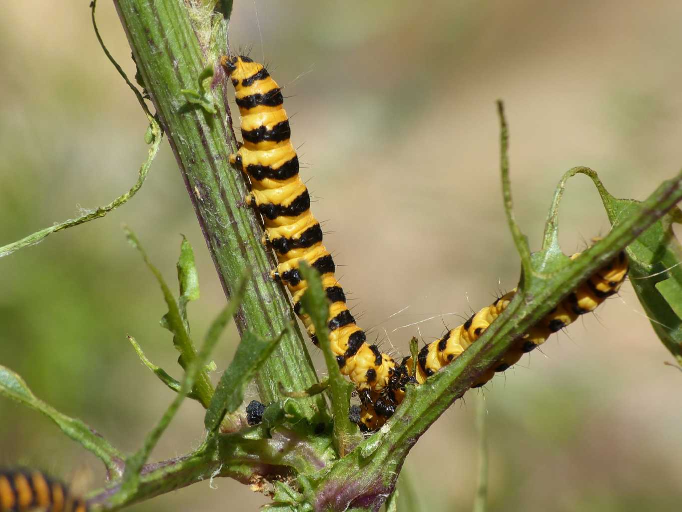 Pianta distrutta dai bruchi